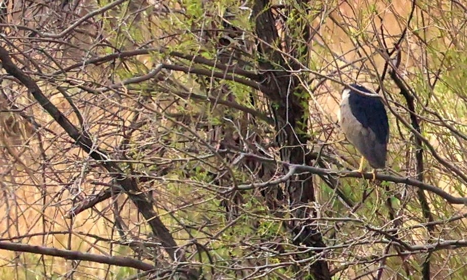 Black-crowned Night Heron - ML443897201