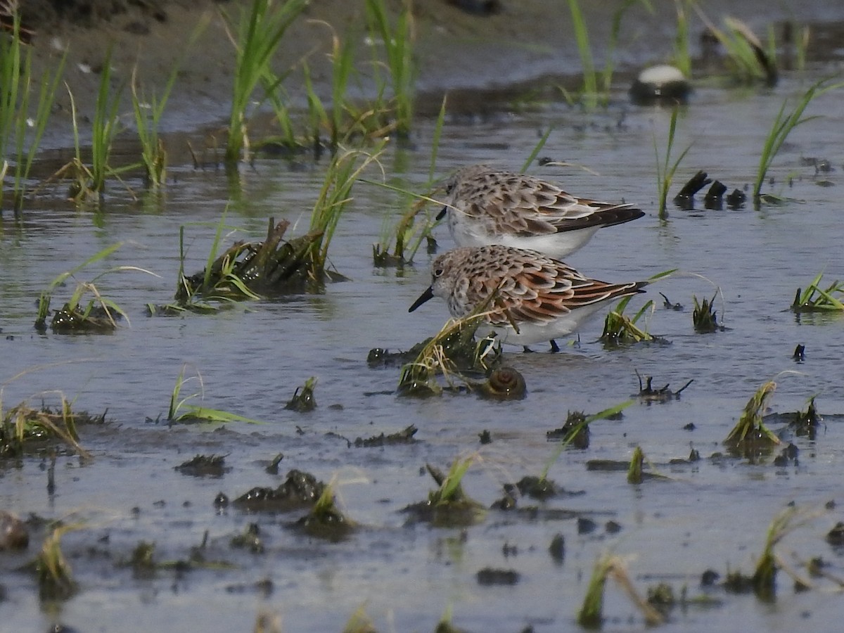 Little Stint - ML443897621