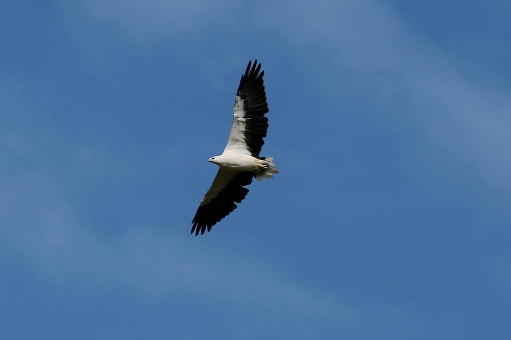 White-bellied Sea-Eagle - ML443900711