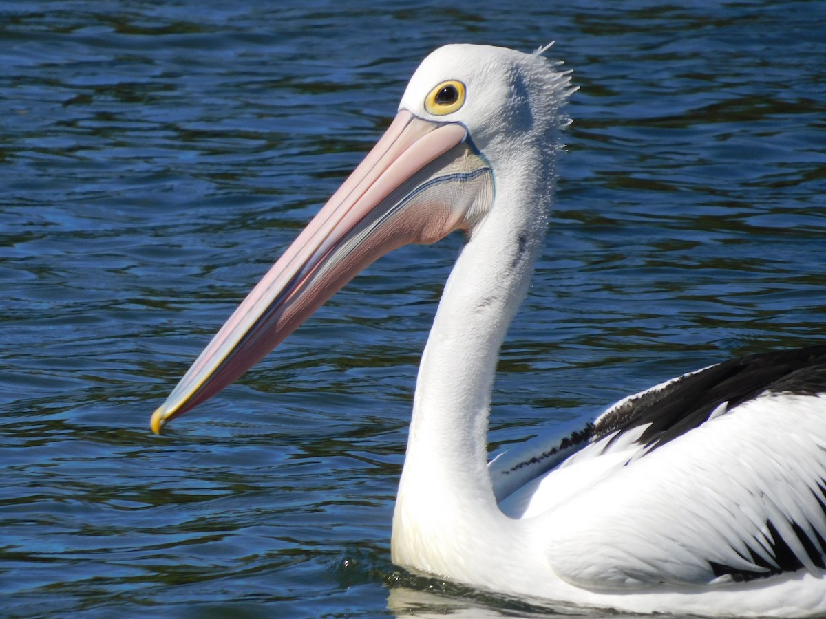 Australian Pelican - ML443901591