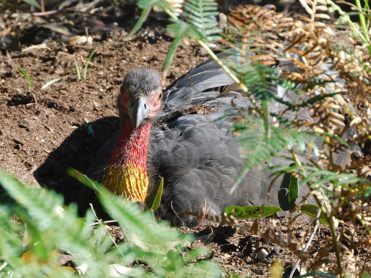 Australian Brushturkey - ML443902061