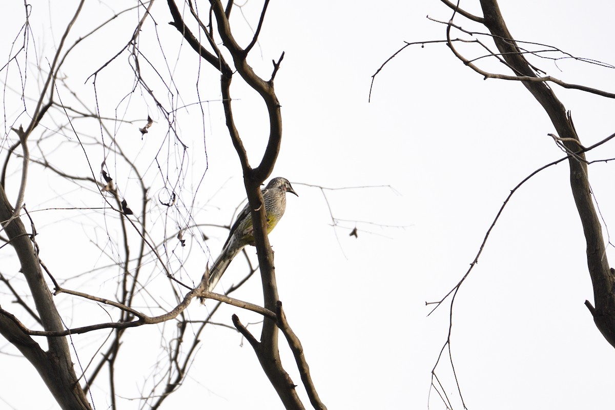 Red Wattlebird - Ken Crawley