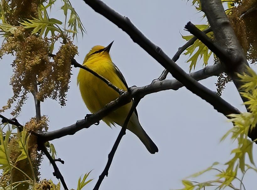 Blue-winged Warbler - ML443904721