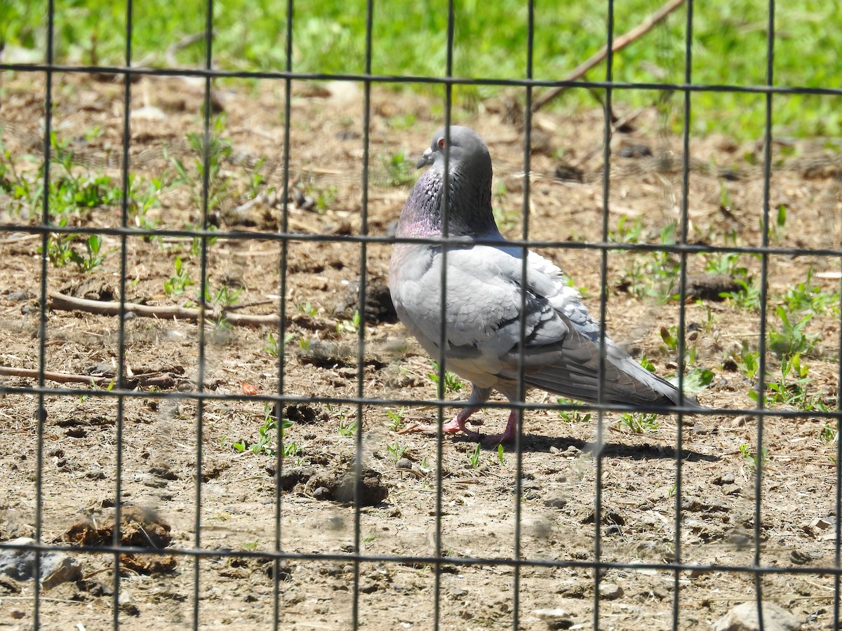 Rock Pigeon (Feral Pigeon) - ML443906841