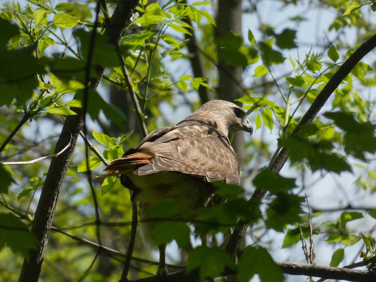 Red-tailed Hawk - ML443907461
