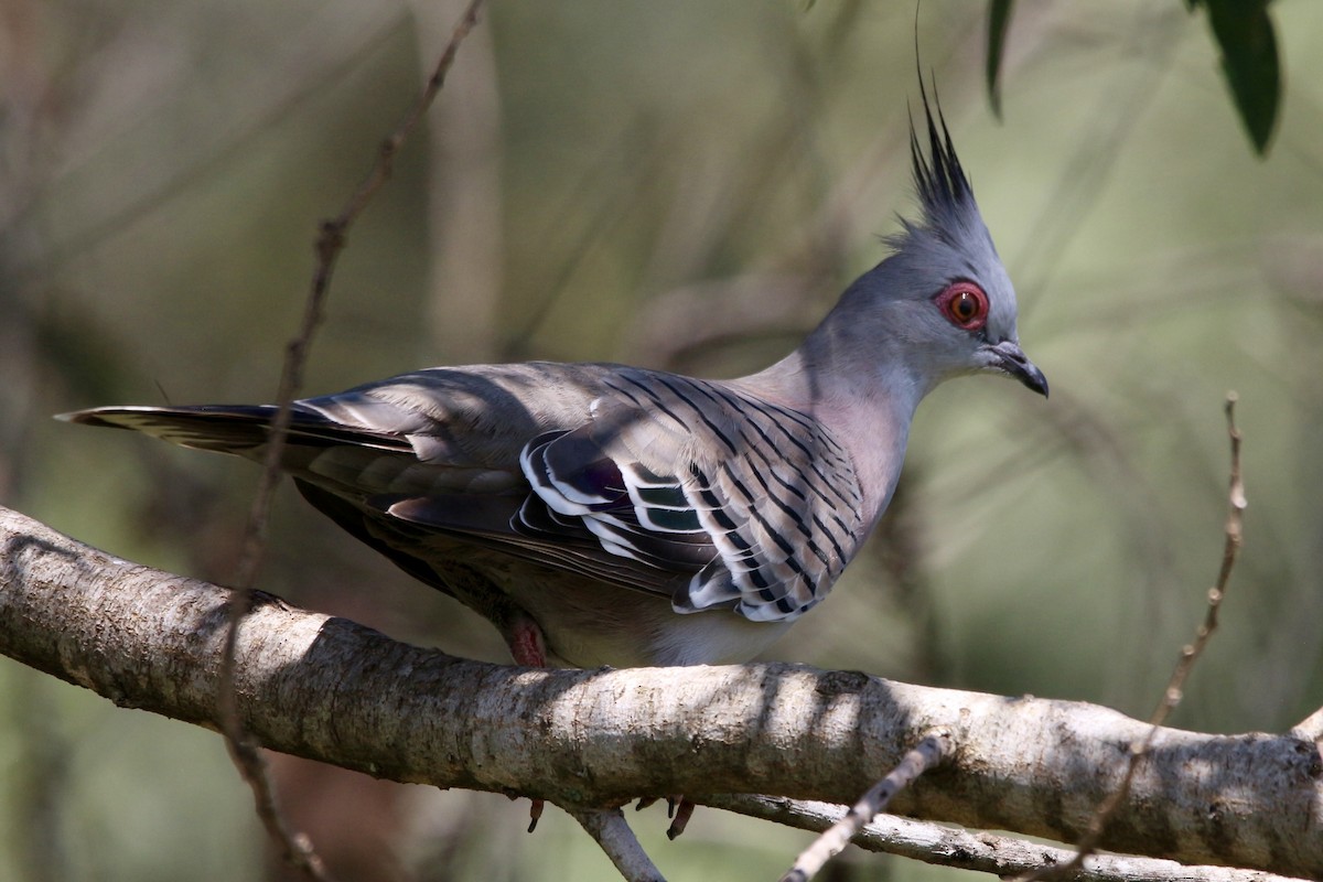 Crested Pigeon - Pauline and Ray Priest