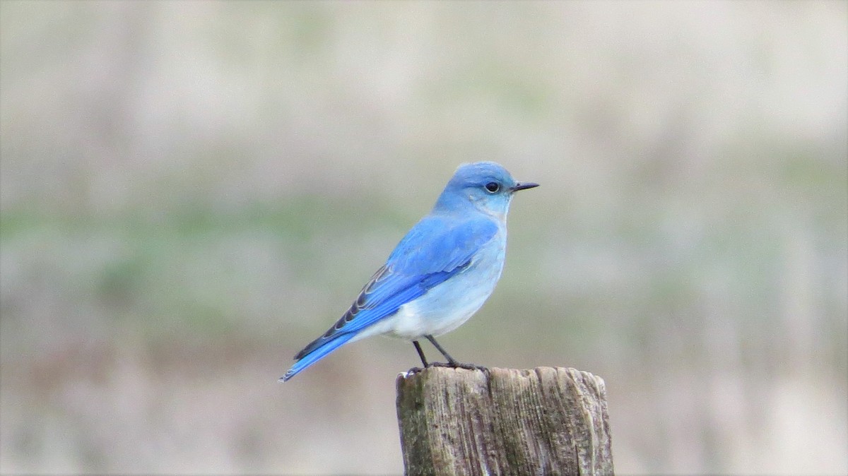 Mountain Bluebird - Rick Saxton