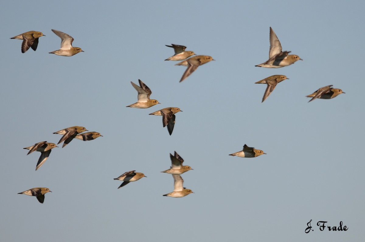 European Golden-Plover - José Frade