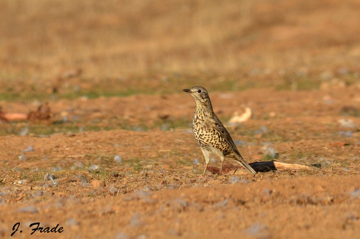 Mistle Thrush - ML44390941