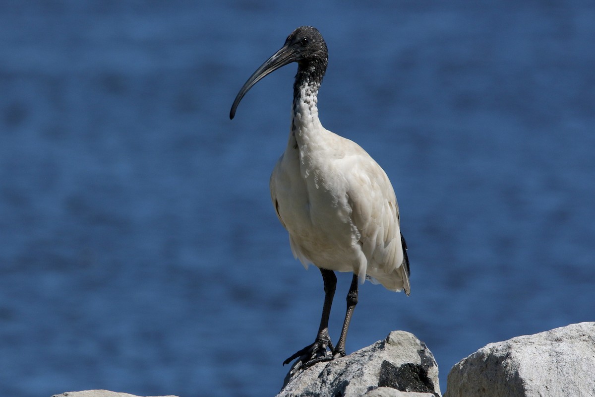 ibis australský - ML443909451