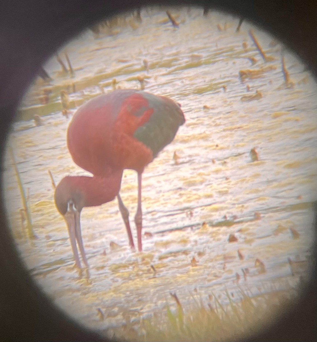 Glossy Ibis - ML443909491