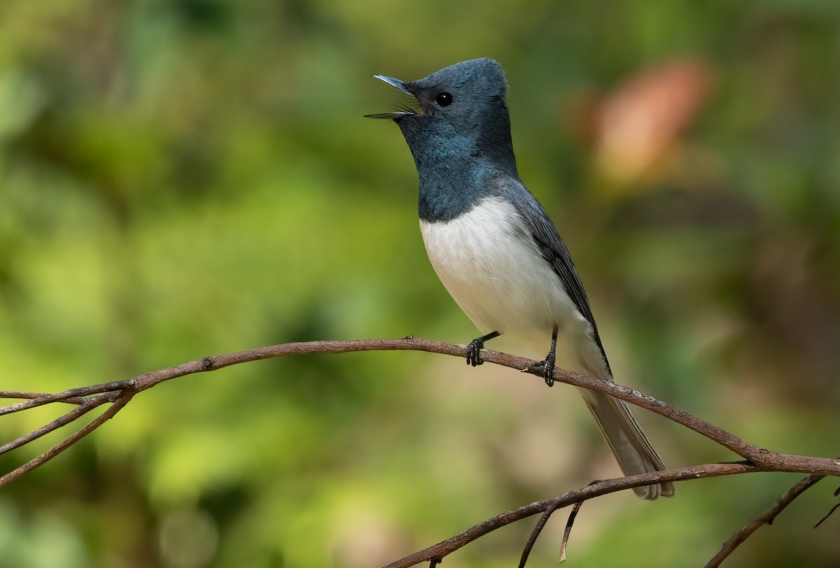 Leaden Flycatcher - ML443910041