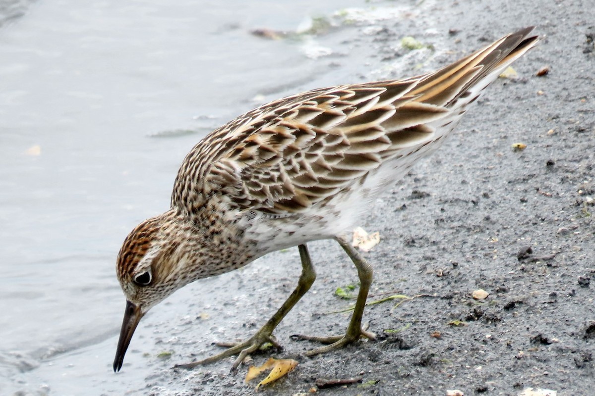 Sharp-tailed Sandpiper - ML443910531