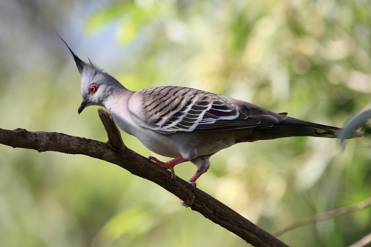 Crested Pigeon - Pauline and Ray Priest