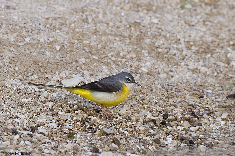 Gray Wagtail - Yoav Perlman