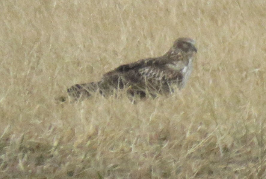 Northern Harrier - Dick Ross