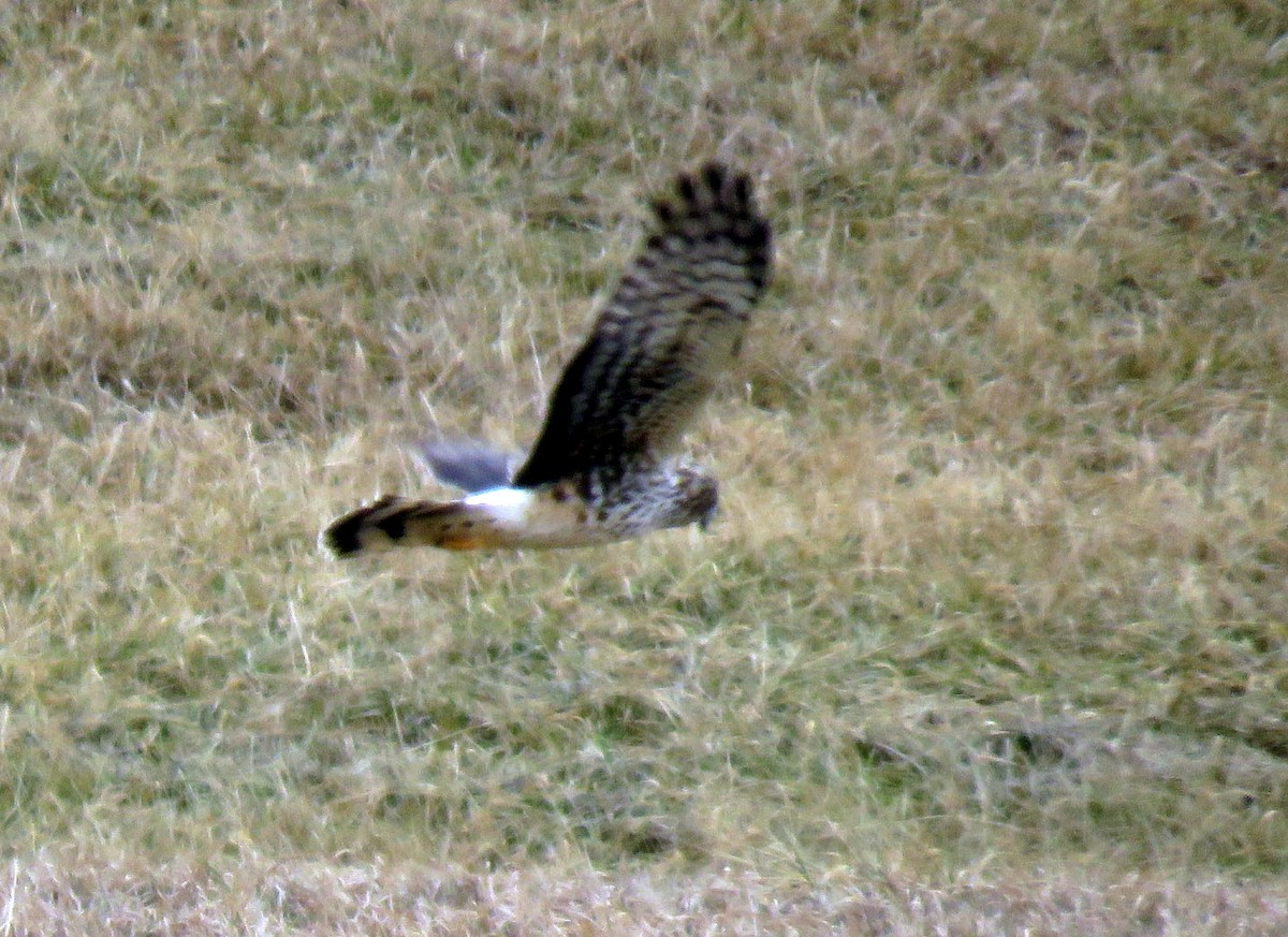 Northern Harrier - ML44391291