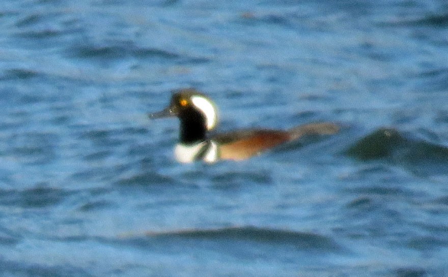 Hooded Merganser - ML44391491