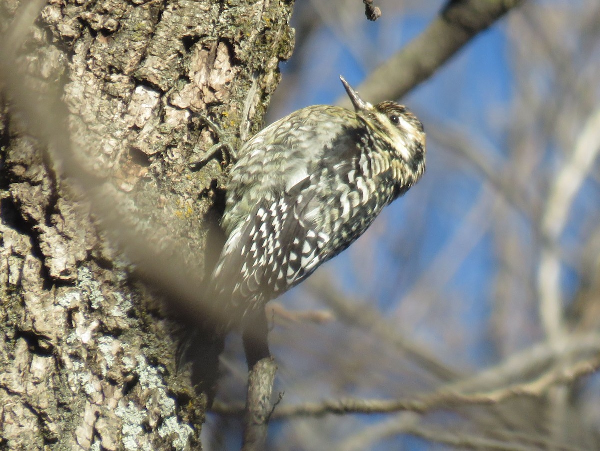 Yellow-bellied Sapsucker - ML44391511