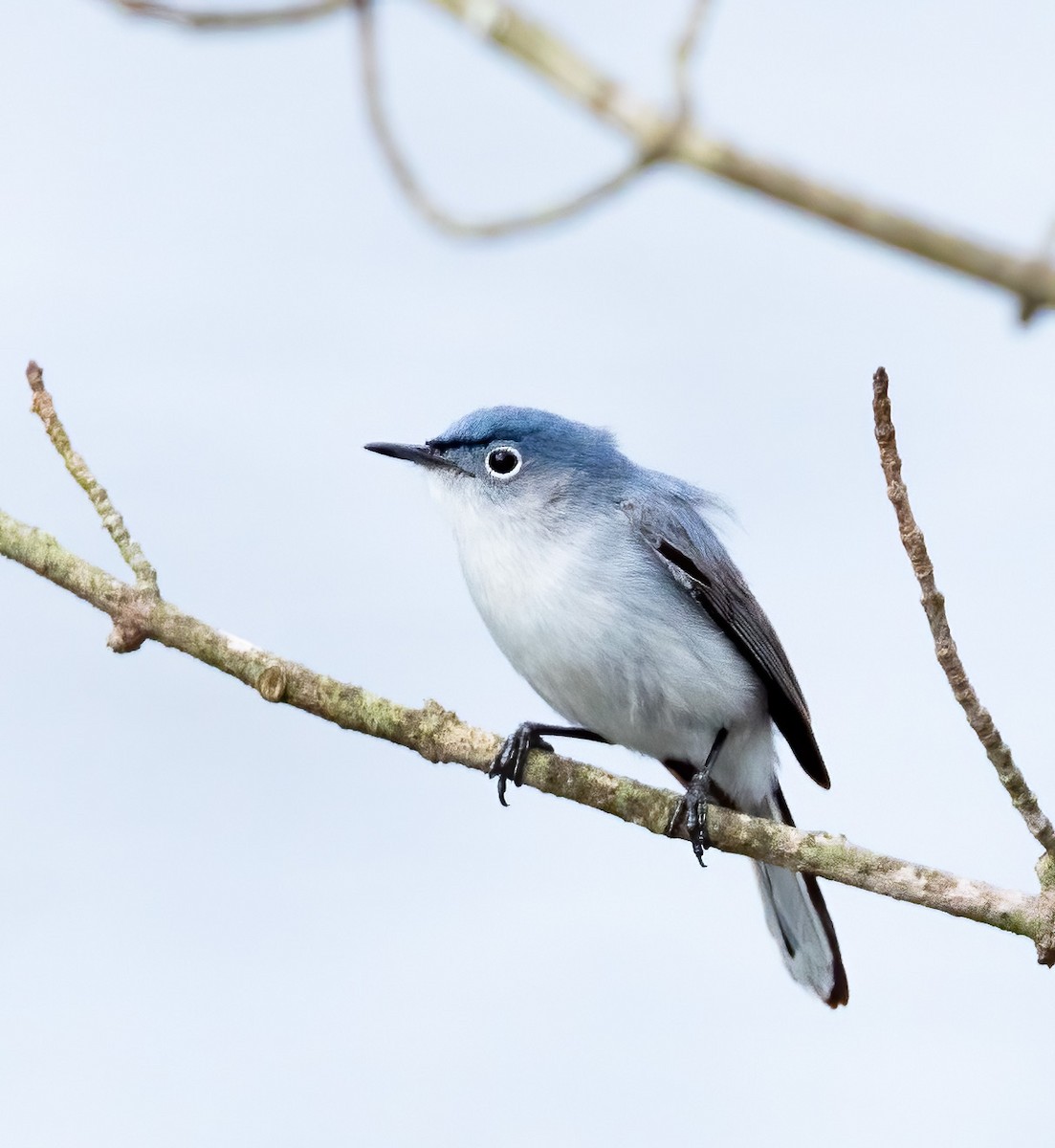 Blue-gray Gnatcatcher - ML443915201