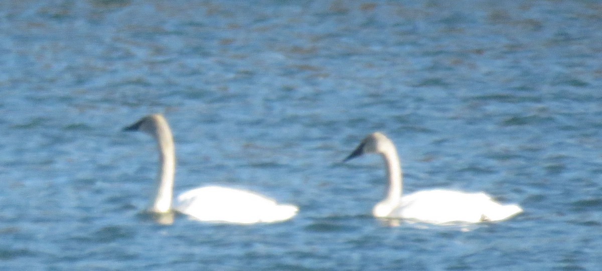 Trumpeter Swan - ML44391581