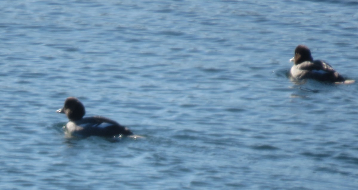 Common Goldeneye - ML44391601