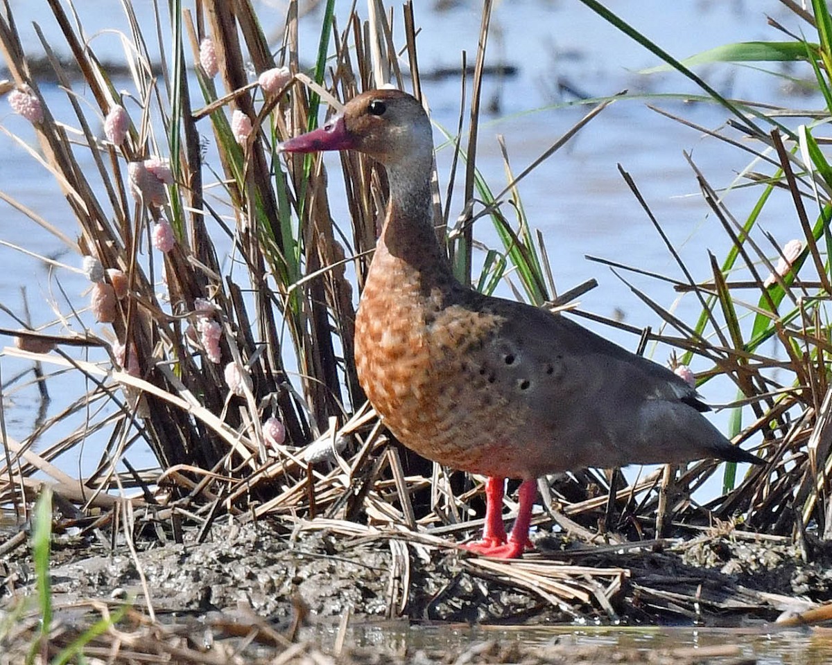 アカアシコガモ - ML443916541