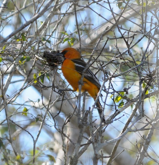 Oriole à dos rayé - ML44391771