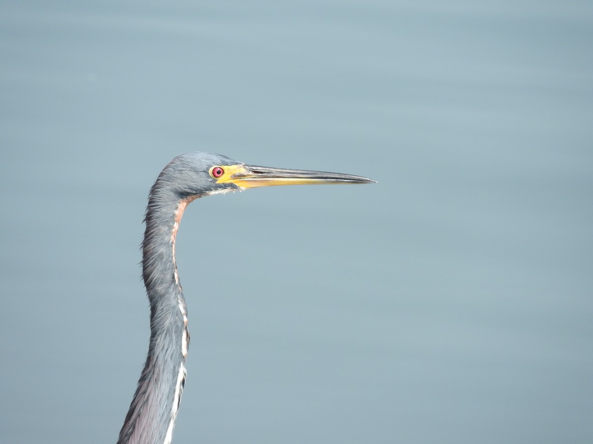 Tricolored Heron - ML44391951