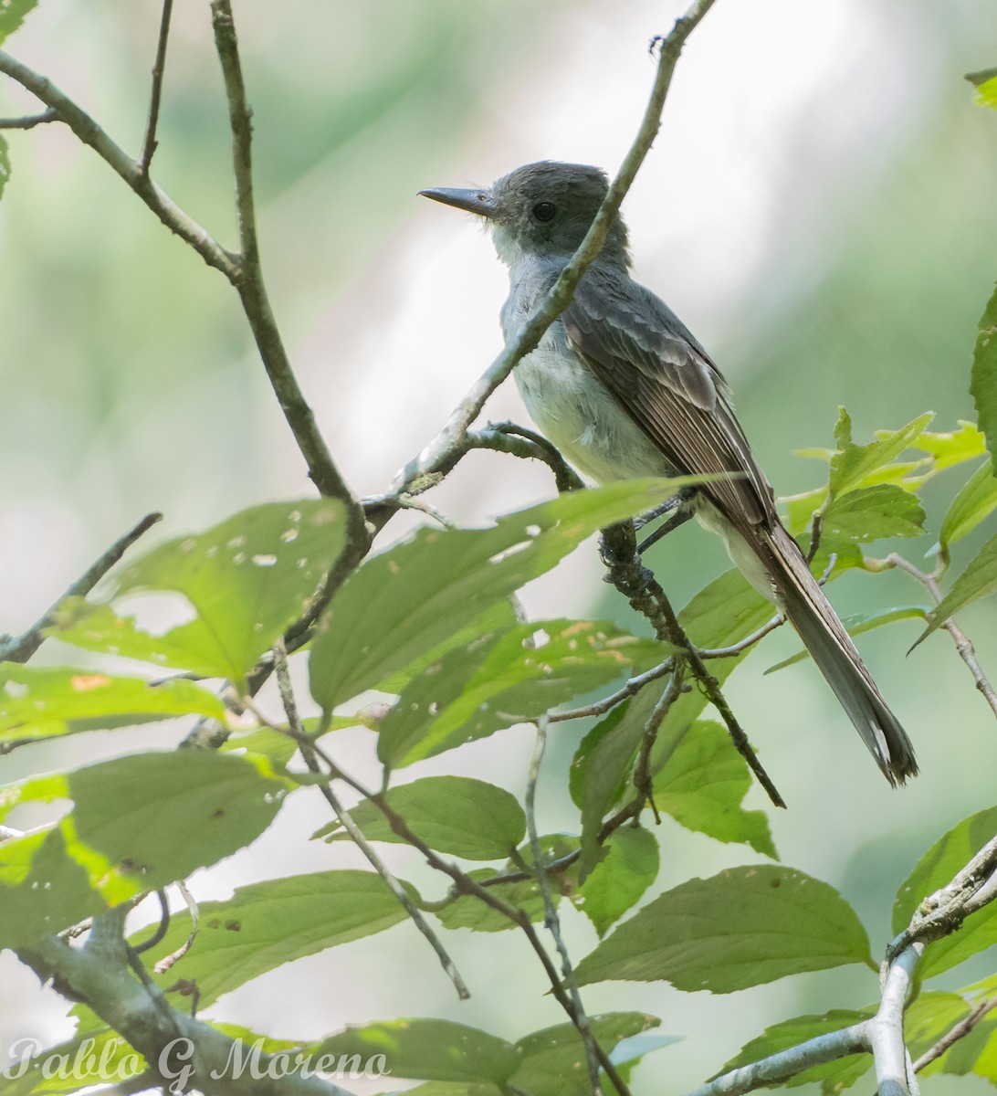 Short-crested Flycatcher - Pablo Moreno