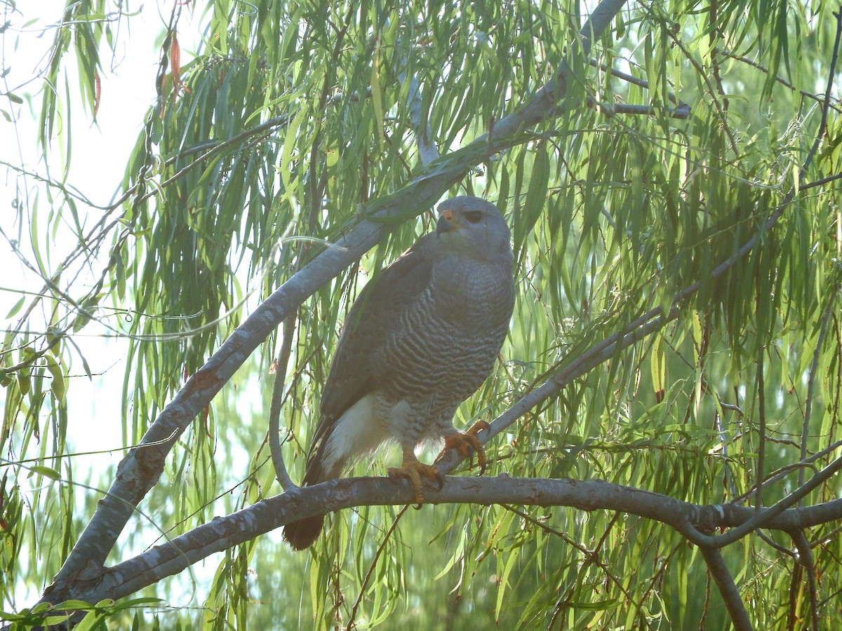 Gray Hawk - ML44392021