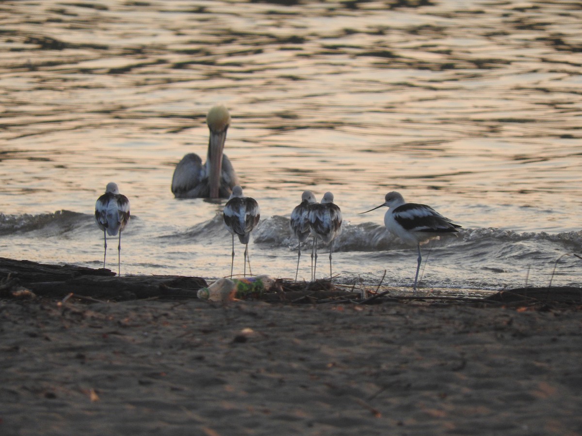 Avocette d'Amérique - ML44392121