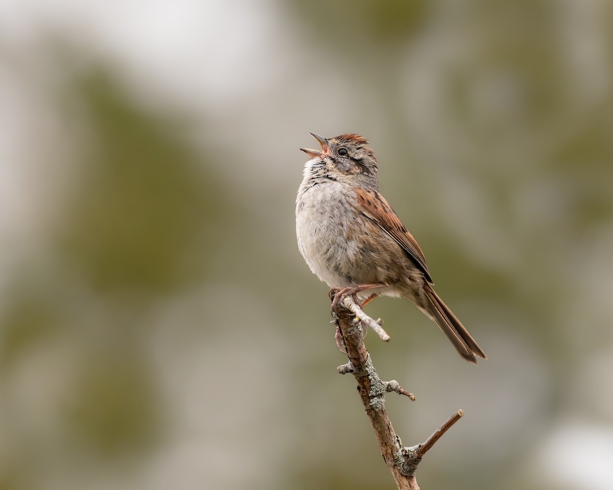 Swamp Sparrow - ML443921301