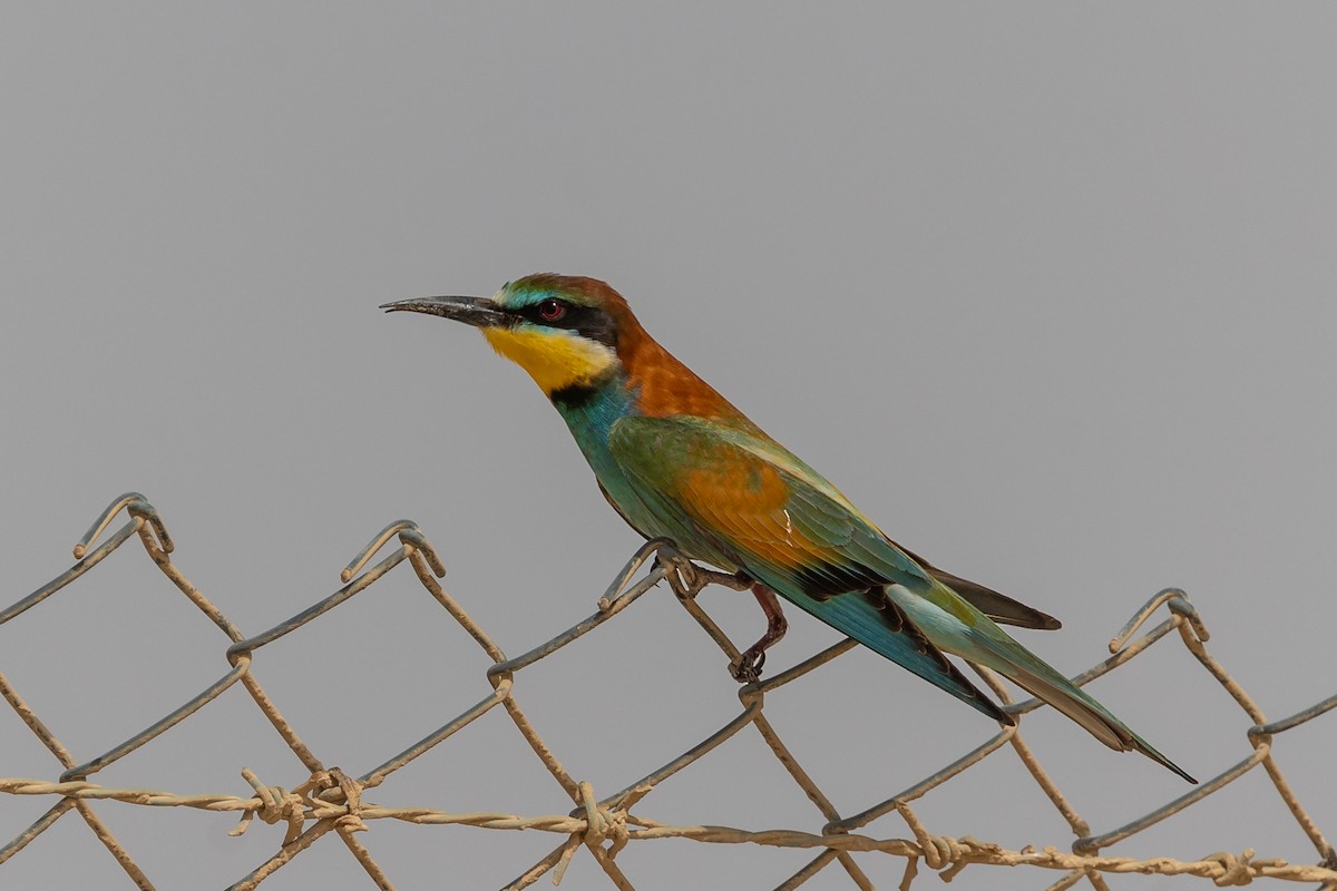 European Bee-eater - Nikos Mavris