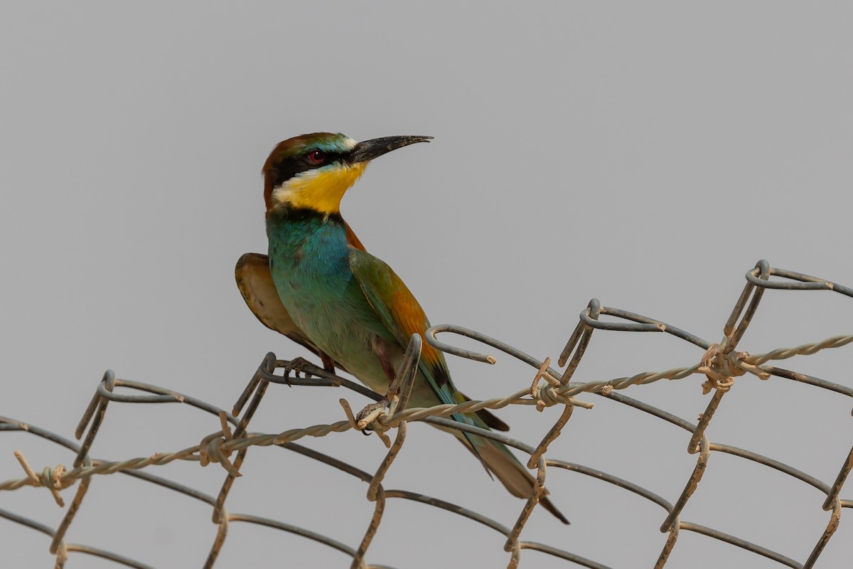 European Bee-eater - Nikos Mavris