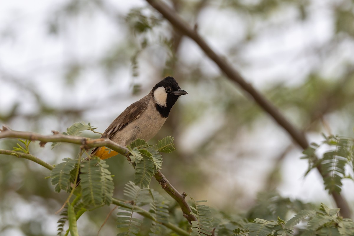 bulbul bělouchý - ML443924751