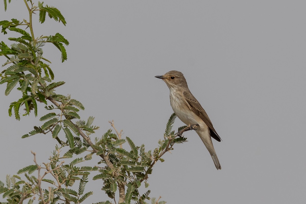 Spotted Flycatcher - Nikos Mavris