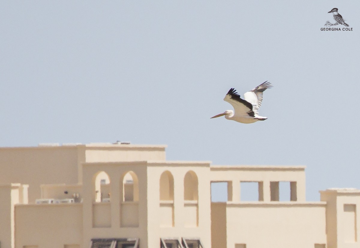 Great White Pelican - Georgina Cole