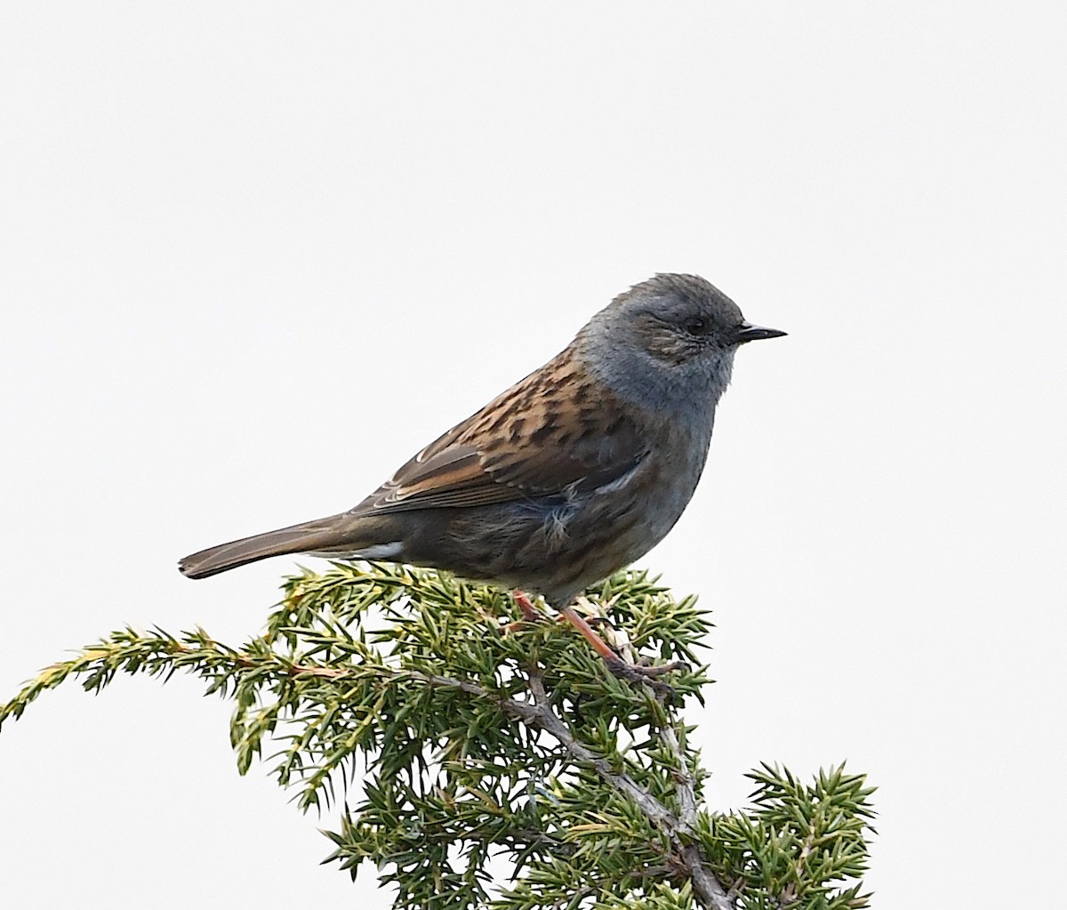 Dunnock - ML443927931