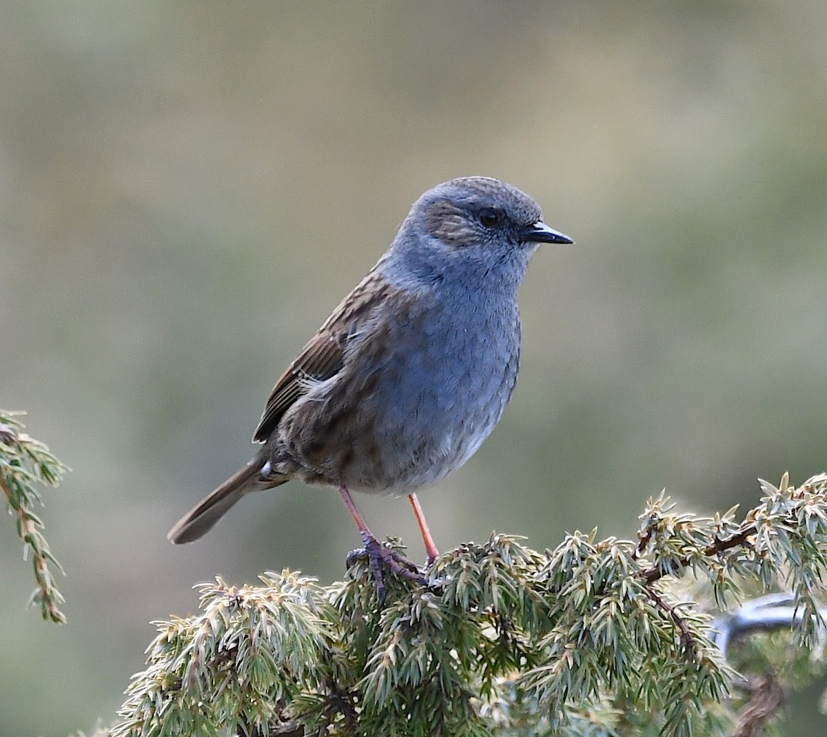 Dunnock - ML443928001