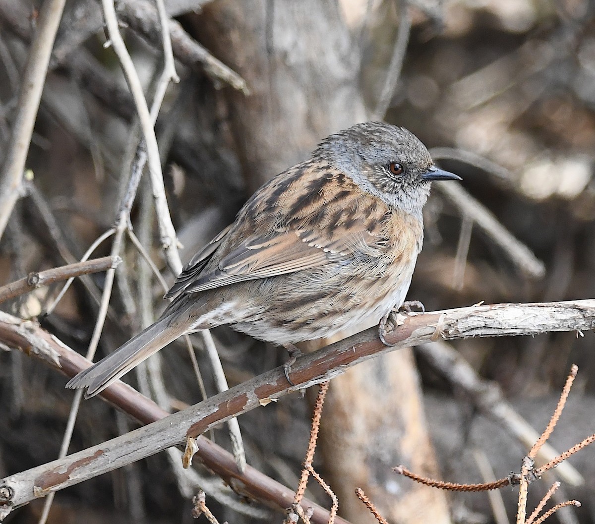 Dunnock - ML443928011