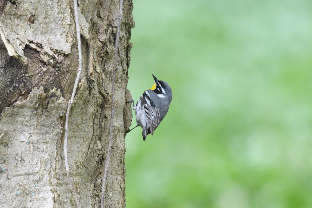 Yellow-throated Warbler - ML443928061