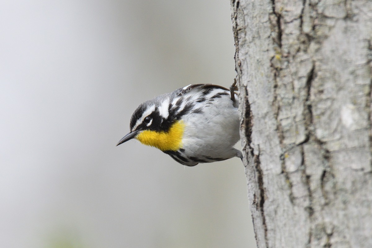 Yellow-throated Warbler - ML443928071