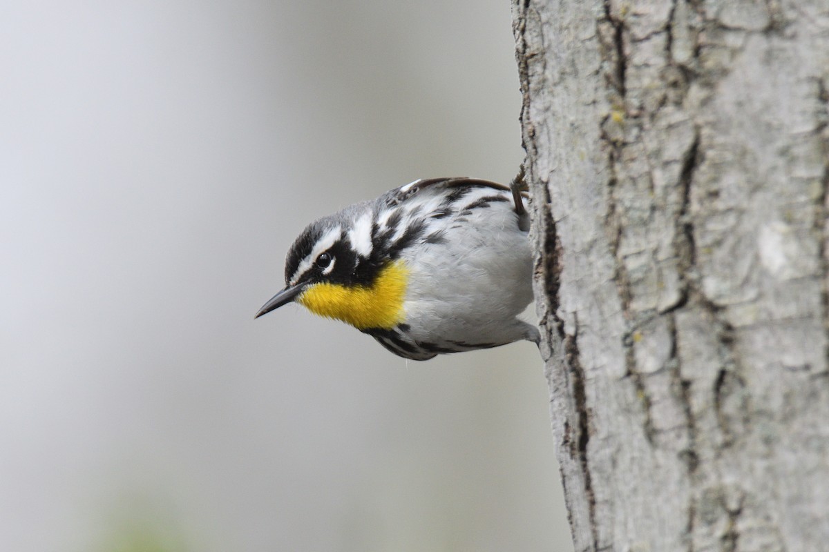 Yellow-throated Warbler - ML443928081