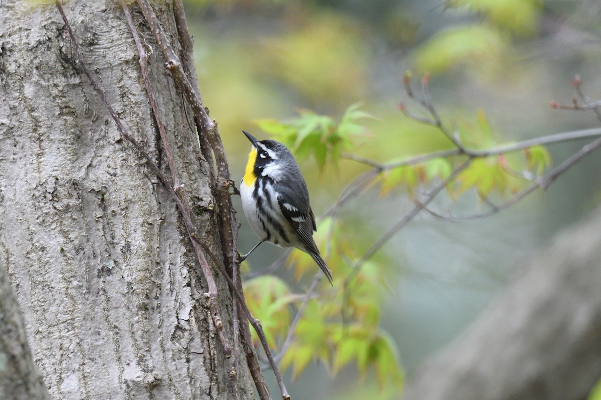 Yellow-throated Warbler - ML443928091