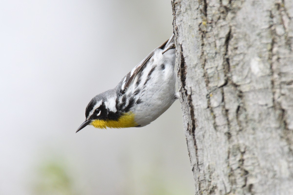 Yellow-throated Warbler - ML443928101