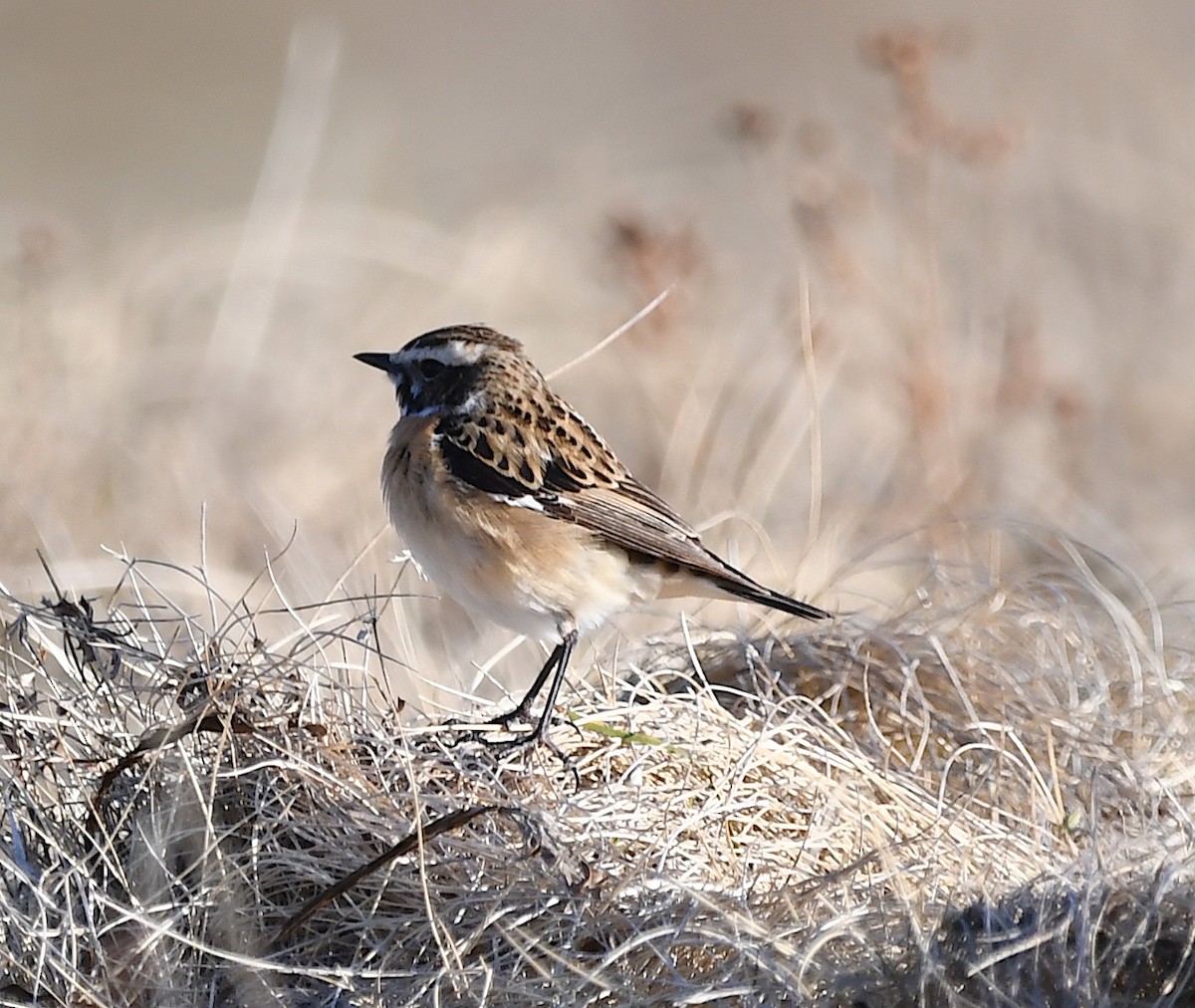Whinchat - ML443928121