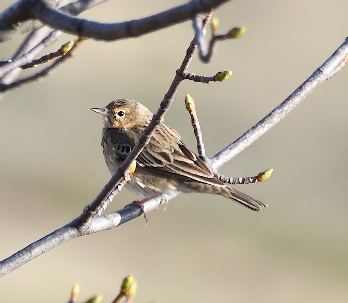 Pipit des arbres - ML443928151