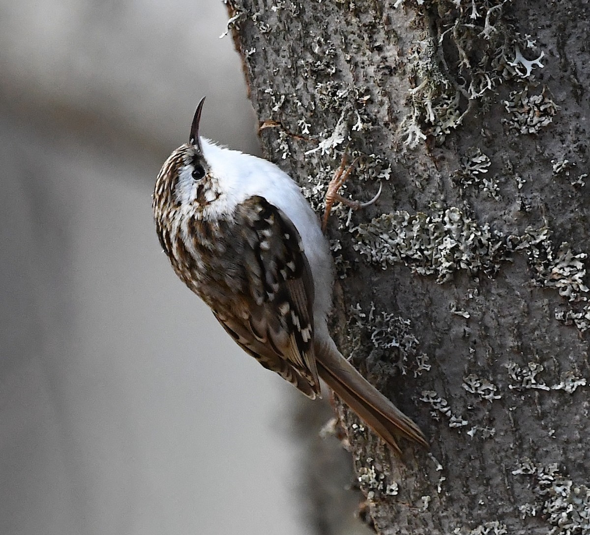 Eurasian Treecreeper - ML443928171