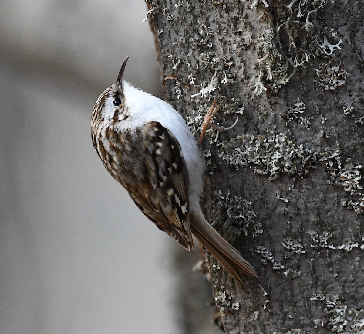 Eurasian Treecreeper - ML443928181